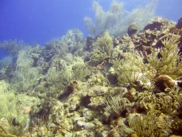 Reef IMG 7156